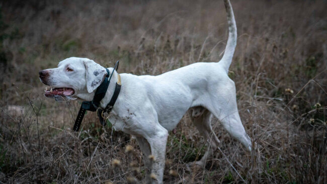 upland hunting dog training