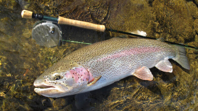 fly fishing magazine | Strung Magazine