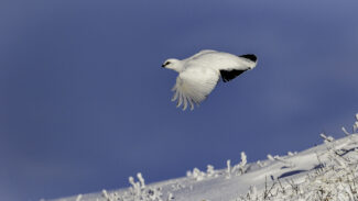 Gunning the White Birds of Winter, rock ptarmigan